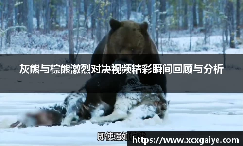 灰熊与棕熊激烈对决视频精彩瞬间回顾与分析